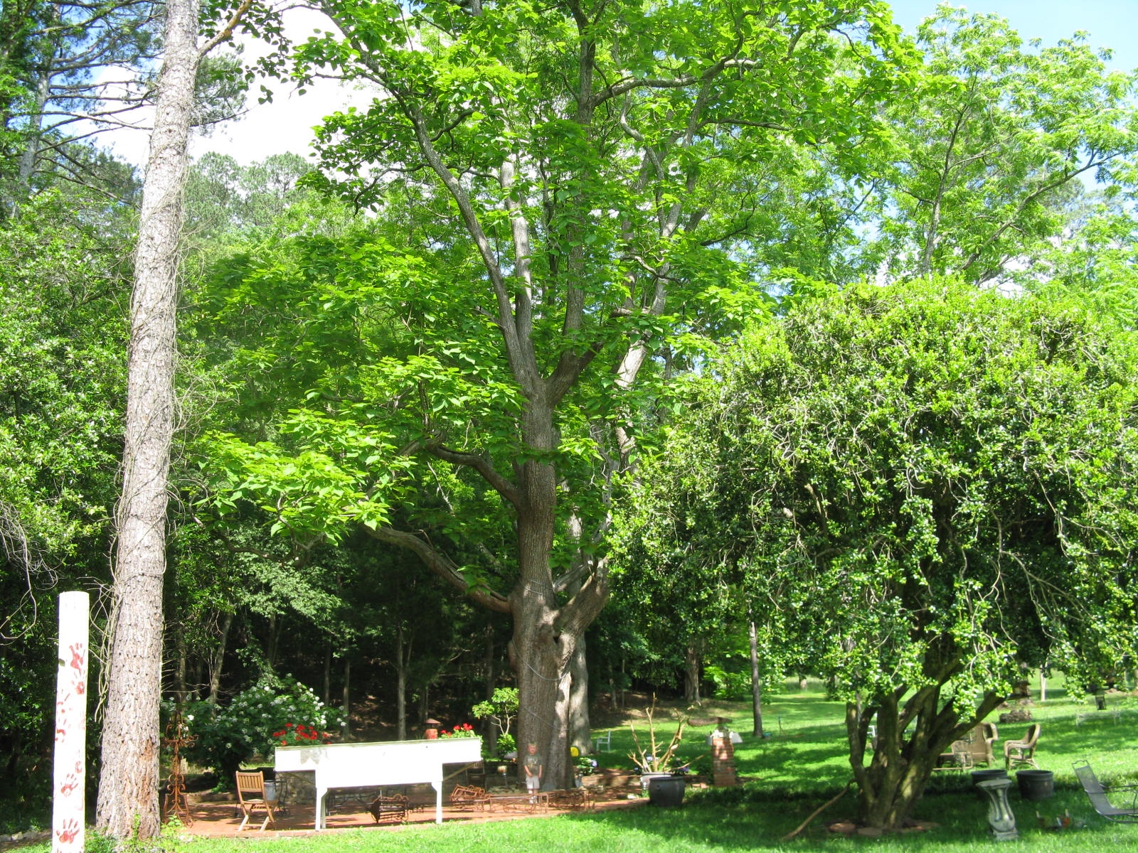 1786 Forestry Commission